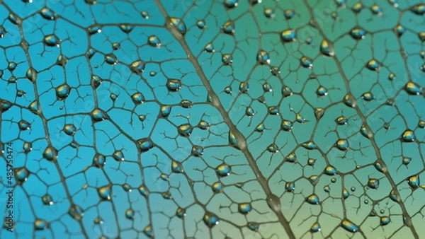 Obraz gouttes de pluie sur feuille de Pipal décomposée. (Figuiers des Pagodes ou Ficus Religiosa)