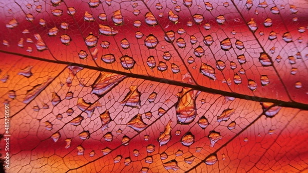 Obraz gouttes de pluie sur feuille de Pipal décomposée. (Figuiers des Pagodes ou Ficus Religiosa)