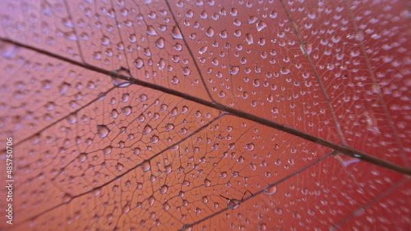 Obraz gouttes de pluie sur feuille de Pipal décomposée. (Figuiers des Pagodes ou Ficus Religiosa)