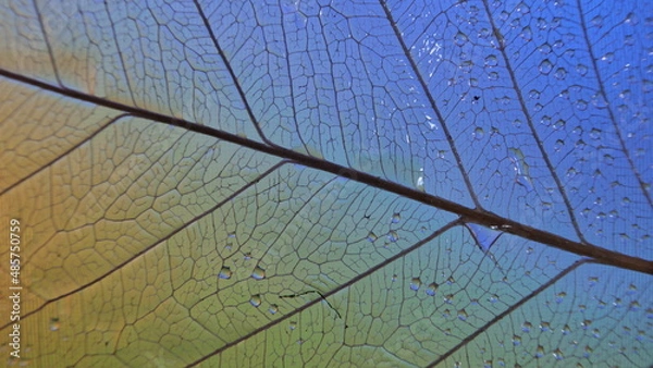 Obraz gouttes de pluie sur feuille de Pipal décomposée. (Figuiers des Pagodes ou Ficus Religiosa)