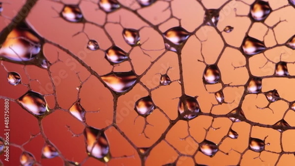 Obraz gouttes de pluie sur feuille de Pipal décomposée. (Figuiers des Pagodes ou Ficus Religiosa)