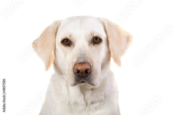 Obraz Labrador retriever