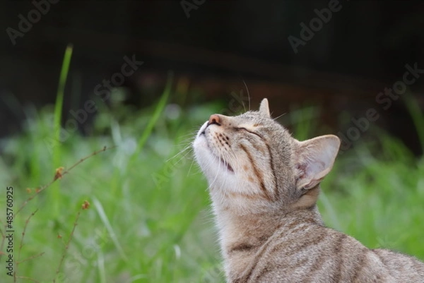 Fototapeta A cat smells scent from the air in the garden with her eyes closed