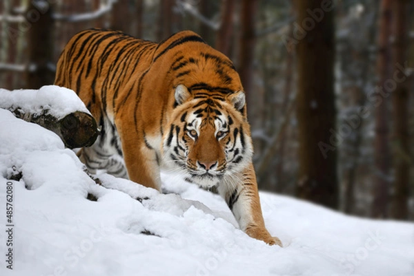 Fototapeta tiger looks out from behind the trees into the camera. Tiger snow in wild winter nature