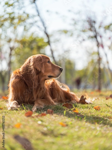 Fototapeta golden retriever lying on grass