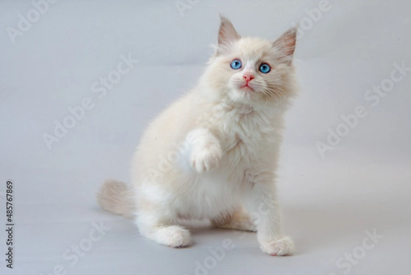 Fototapeta ラグドールの子猫　青い目