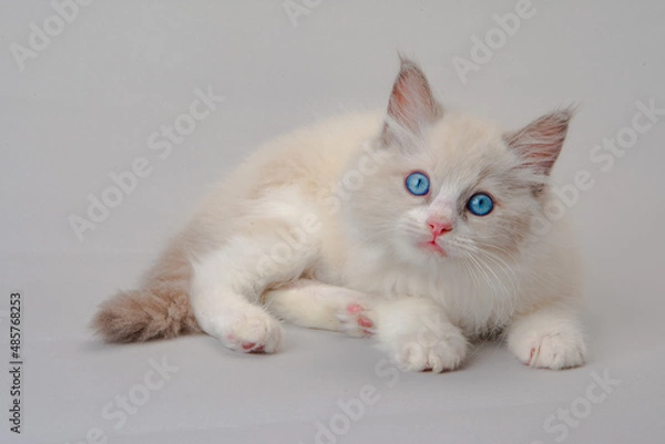 Fototapeta ラグドールの子猫　青い目
