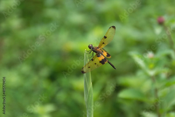 Fototapeta Male Common picture wing at rest