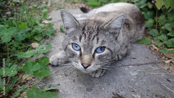 Obraz Grey cat with blue eyes