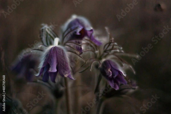 Obraz spring flowers in bloom.
Unusual flowering of sleep-grass