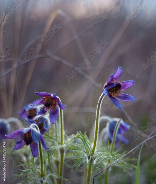 Obraz spring flowers in bloom.
Unusual flowering of sleep-grass