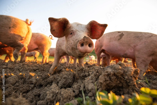 Fototapeta Pigs eating on a meadow in an organic meat farm - wide angle lens shot