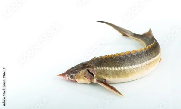 Fototapeta  raw sturgeon fish is on white background