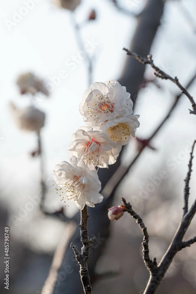 Obraz 逆光の梅たち