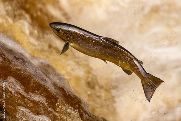 Fototapeta Atlantic Salmon leaping upstream during Salmon Run, UK