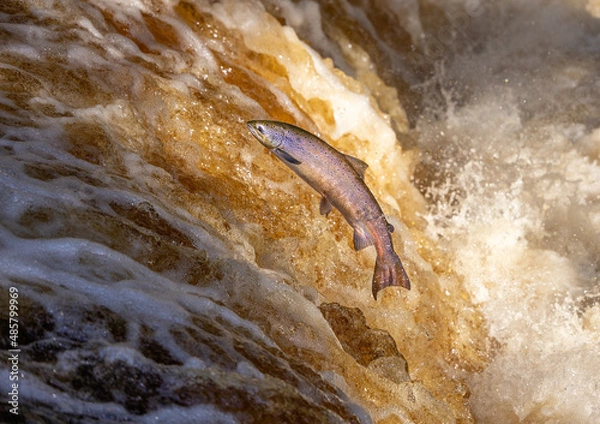 Obraz Atlantic Salmon leaping upstream during Salmon Run, UK
