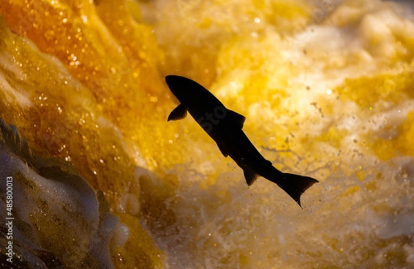 Obraz Atlantic Salmon leaping upstream during Salmon Run, UK