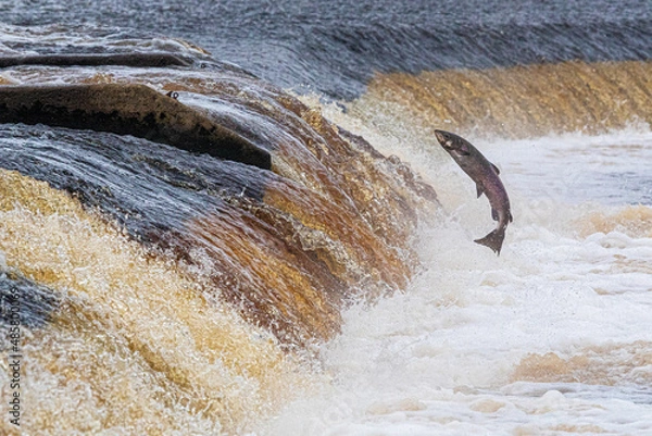 Fototapeta Atlantic Salmon leaping upstream during Salmon Run, UK
