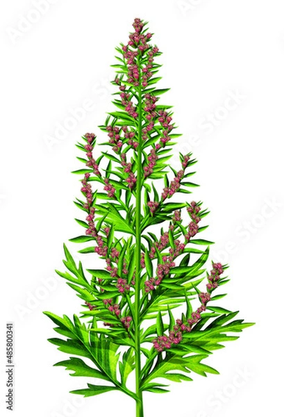 Obraz Green plant with red pink flowers
