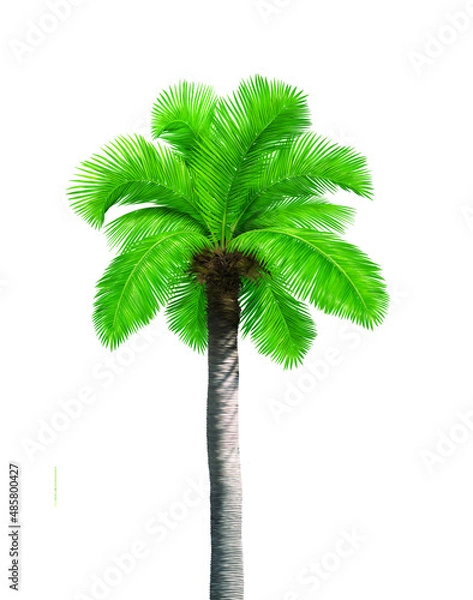 Obraz Big single coconut tree palm isolated on white background
