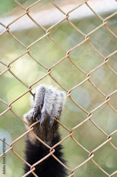 Obraz Hand of monkey