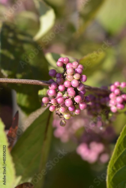 Obraz Beautyberry Profusion