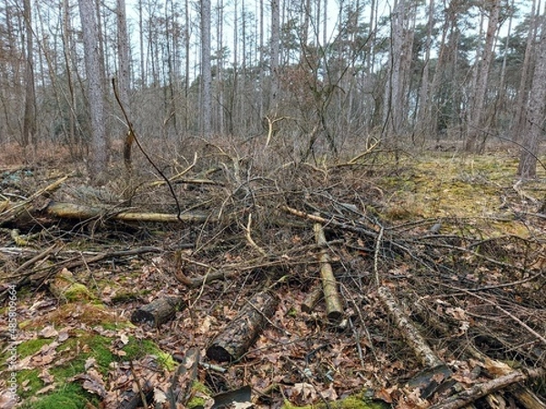 Obraz forest in the forest