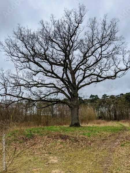 Obraz old oak tree