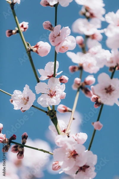 Fototapeta Almond tree blooming in springtime with tiny white and pink flowers on blue sky background.