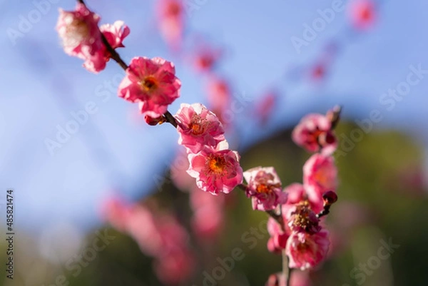 Obraz 咲初めの梅