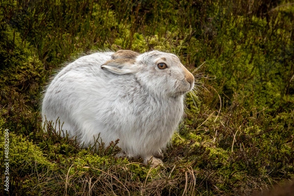Obraz Mountain Hare in winter coat sleeping on a warm sunny day in the Peak District, England, UK