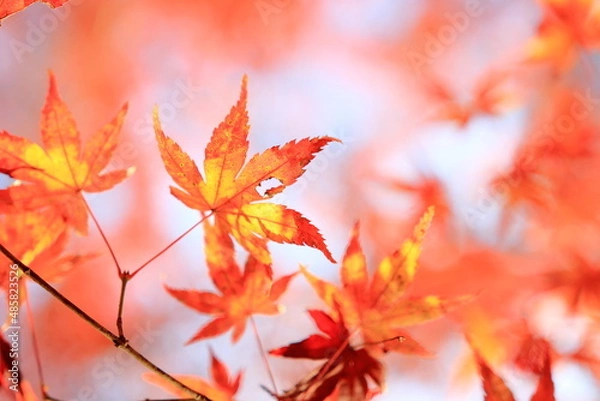 Fototapeta 色付いたカエデ