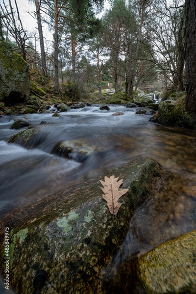 Fototapeta A leaf on a stone by a river in a forest. winter atmosphere