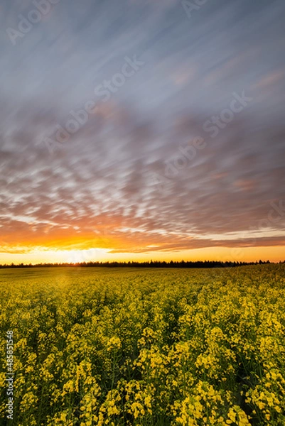 Fototapeta sunset over field