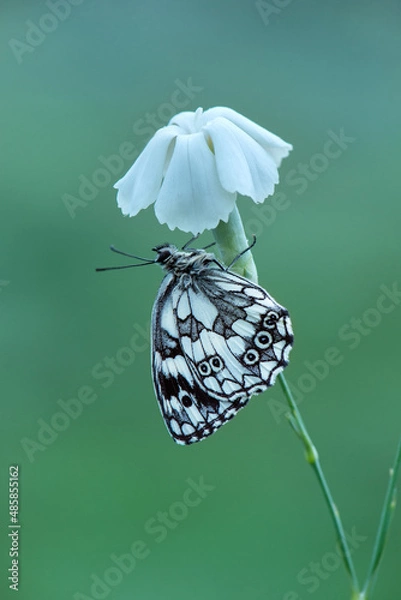 Obraz a butterfly Melanargia galathea on a  field flower awaits dawn spreading its wings