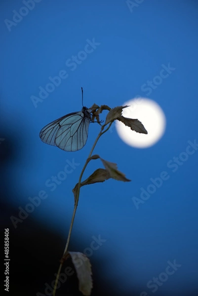 Obraz Silhouette of a butterfly Aporia crataegi in the meadow in backlight in the early morning