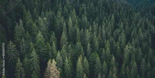 Fototapeta Panoramic view of evergreen pine wood from drone