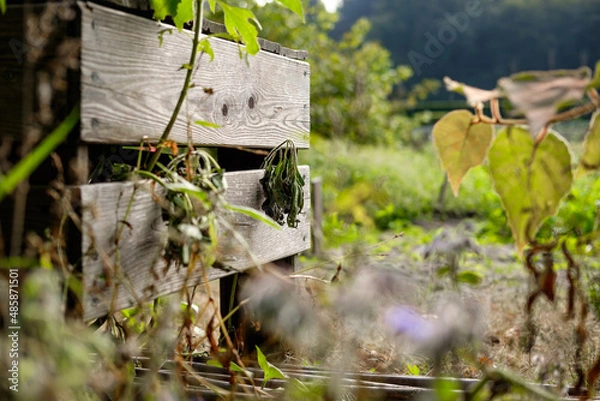 Obraz Old crate in garden