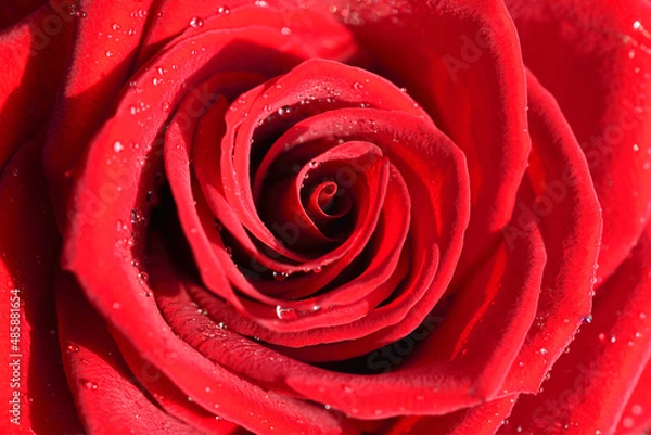 Obraz Scarlet rose in dew drops