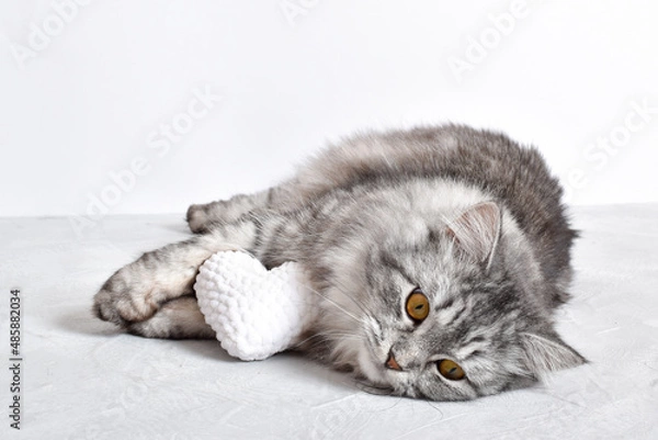 Fototapeta A striped fluffy gray cat lies next to a white knitted heart. A Valentine's Day card.