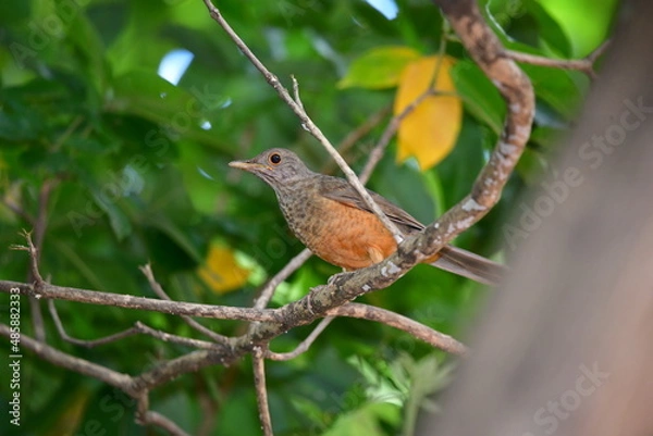 Fototapeta sabia laranjeira