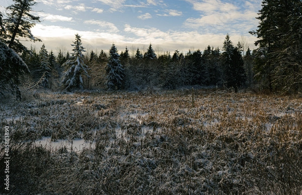 Obraz Snowy marsh at sunset