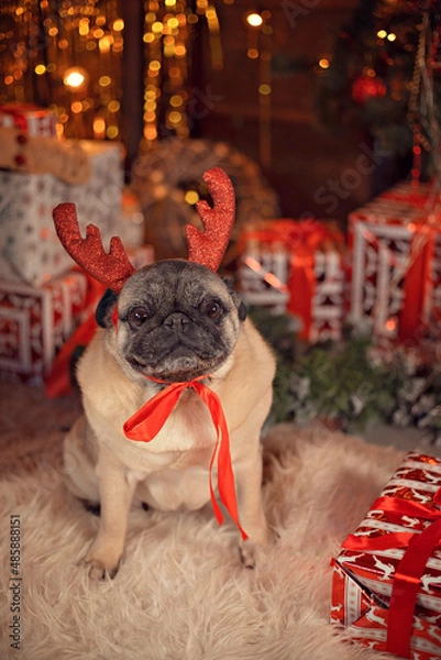 Obraz a pug with deer antlers celebrates the New Year with gifts