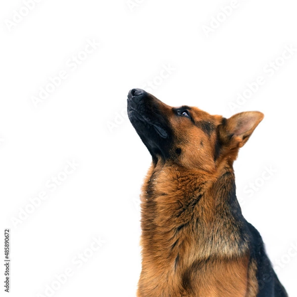 Fototapeta Portrait of a German Shepherd Dog Looking up on White Background