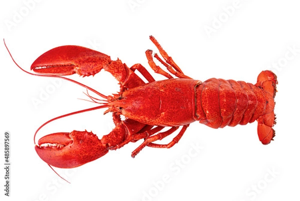 Fototapeta Cooked Atlantic lobster on a white background.