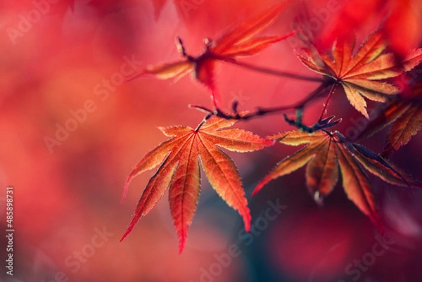 Fototapeta red maple leaves