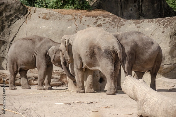 Obraz Zoo Köln: Elefanten