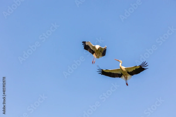 Obraz bociany w locie