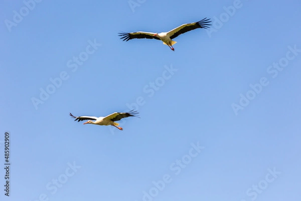 Obraz bociany w locie