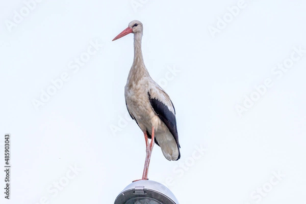 Obraz bocian na latarni